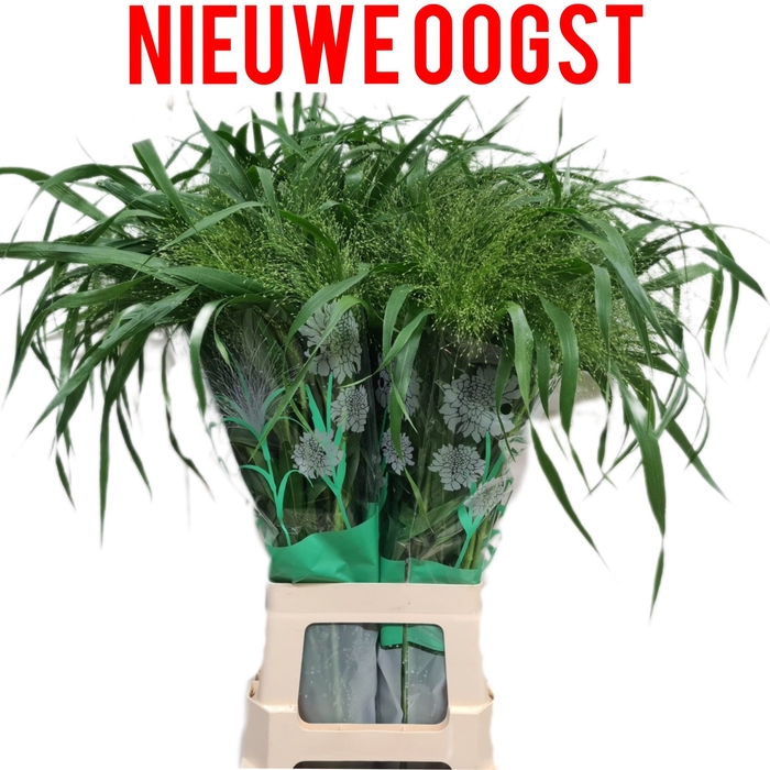 <h4>Panicum Fontaine Komt Goed</h4>
