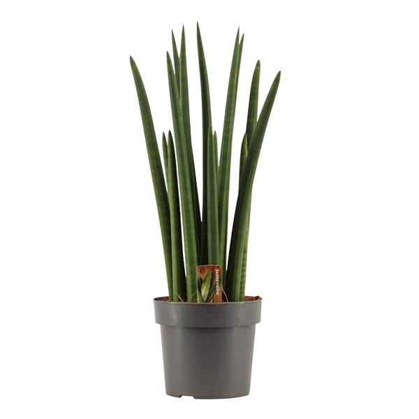 <h4>Sansevieria Cylindrica 17 cm Rocket</h4>