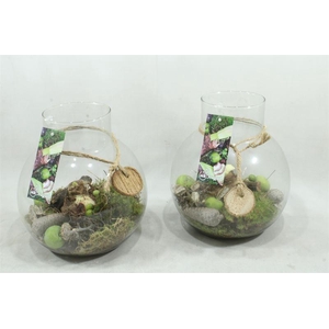 arr4 Amaryllis MBD67 - hals bolglas