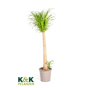 Beaucarnea Stamm T27