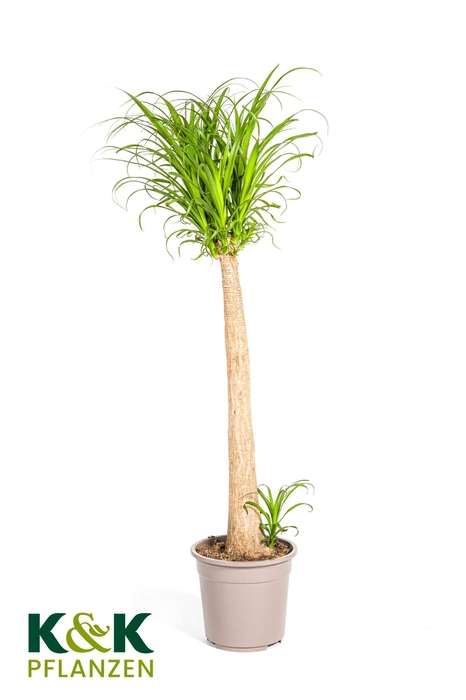 <h4>Beaucarnea Stamm T27</h4>