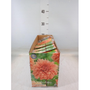 Dahlia ...flowerbulbs