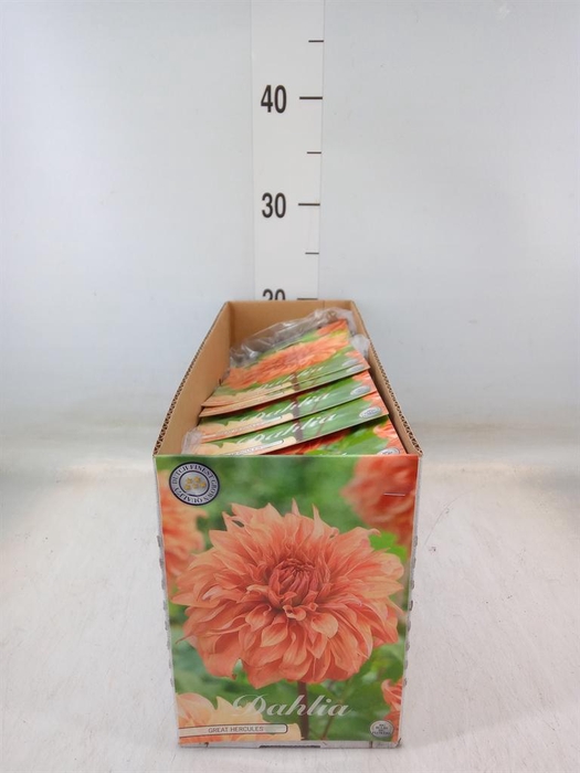 <h4>Dahlia   ...flowerbulbs</h4>