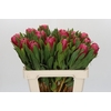 Protea Brenda
