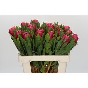 Protea Brenda