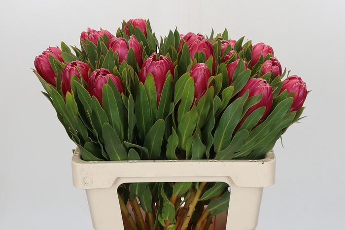 Protea Brenda