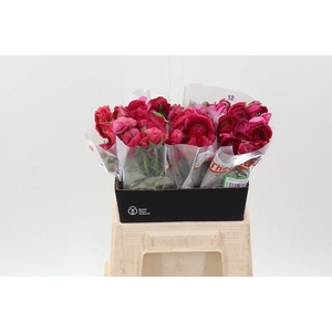 Ran El Hot Pink 40cm