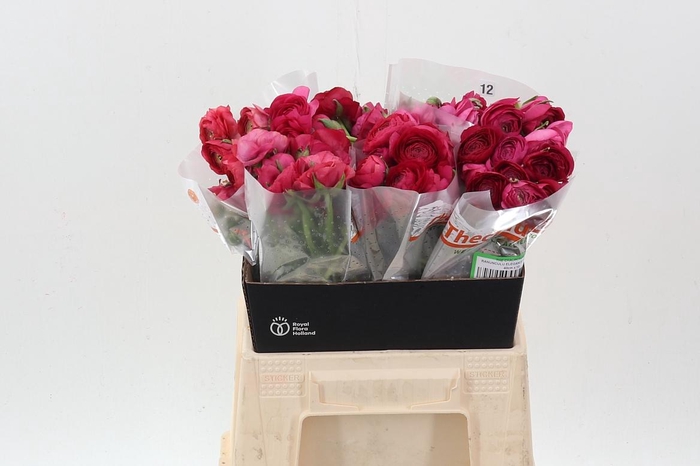 <h4>Ran El Hot Pink 40cm</h4>