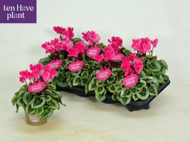 <h4>CYCL MIDI PICASSO ROSA</h4>