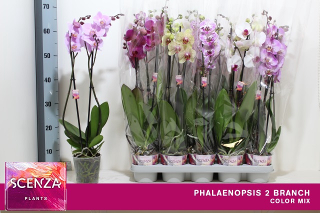 <h4>PHAL GEM 6 KL</h4>