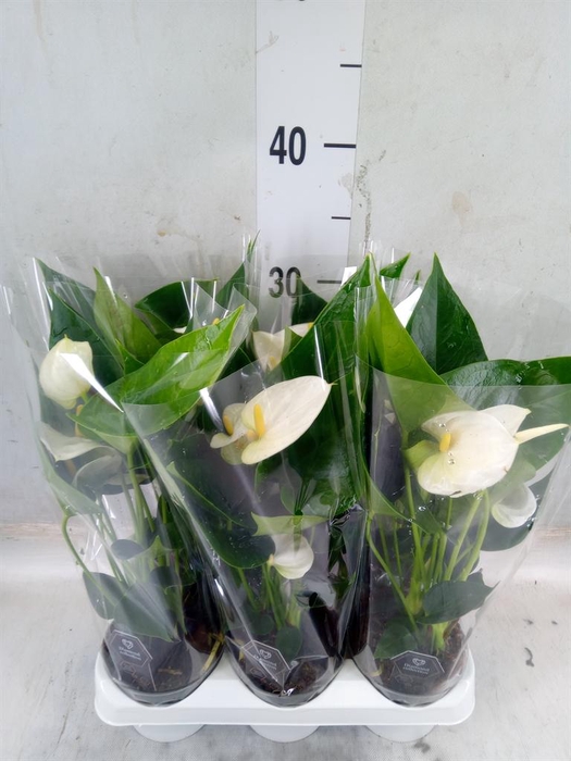 <h4>Anthurium andr. 'Everest'</h4>