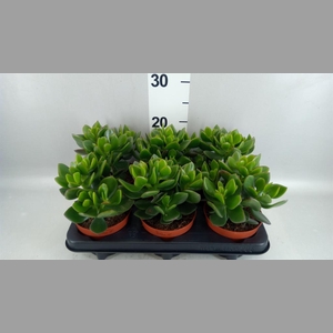 Crassula  'Hulk'