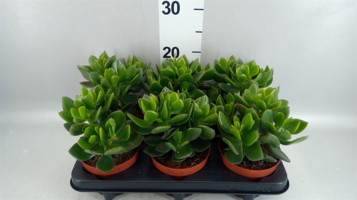 <h4>Crassula  'Hulk'</h4>