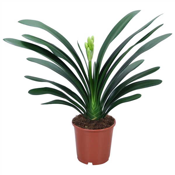 <h4>Clivia miniata met blanco hoes</h4>