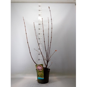 Viburnum bodnant. 'Charles Lamon'