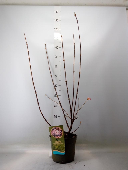 <h4>Viburnum bodnant. 'Charles Lamon'</h4>