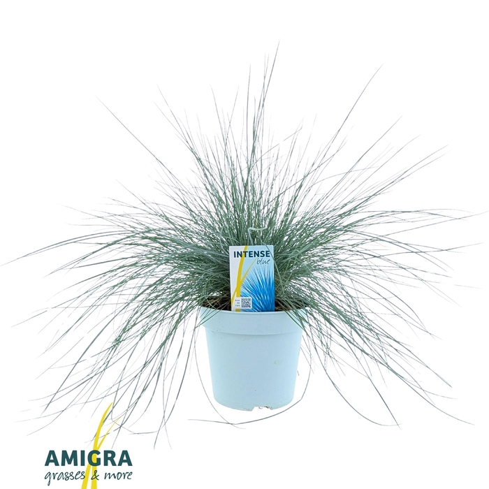 <h4>Festuca glauca Intense Blue®</h4>