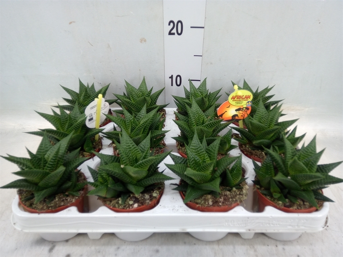 <h4>Haworthia limifolia</h4>