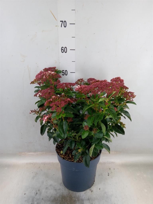 <h4>Viburnum tinus</h4>
