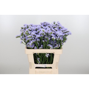 Limonium Donau Birds