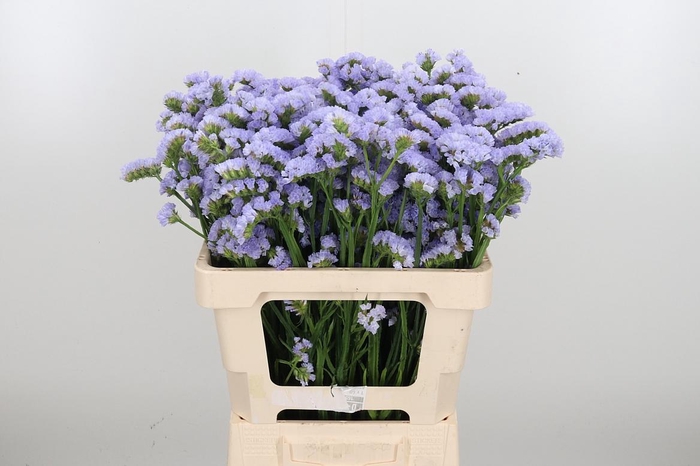 <h4>Limonium Donau Birds</h4>