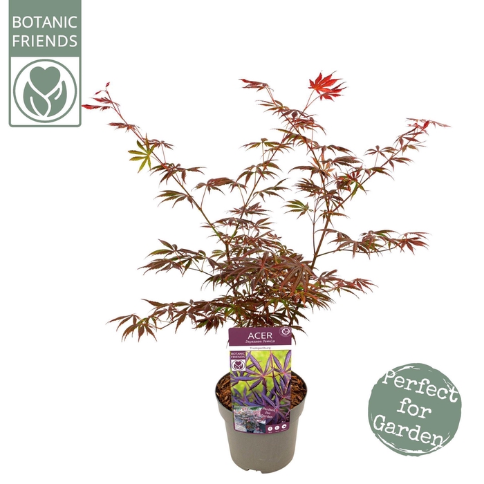 <h4>Acer palmatum Trompenburg</h4>