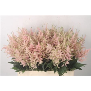 Astilbe Europa Light Pink X100