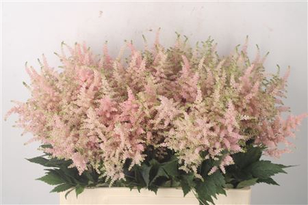 <h4>Astilbe Europa Light Pink X100</h4>