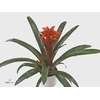 Guzmania Tutti Frutti