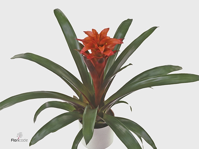 Guzmania Tutti Frutti