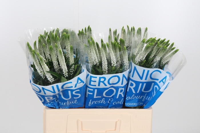 <h4>Veron Smart Luna Wit</h4>
