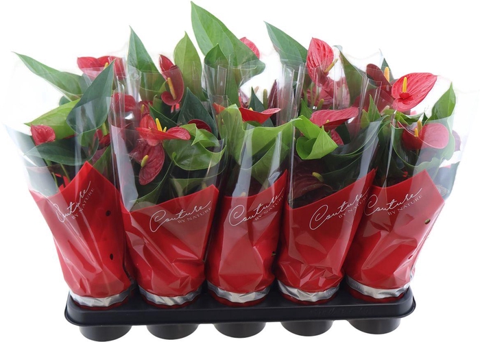 <h4>Anthu An Success Red</h4>