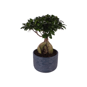 Ficus Mi Ginseng Keramiek Rustic Touch