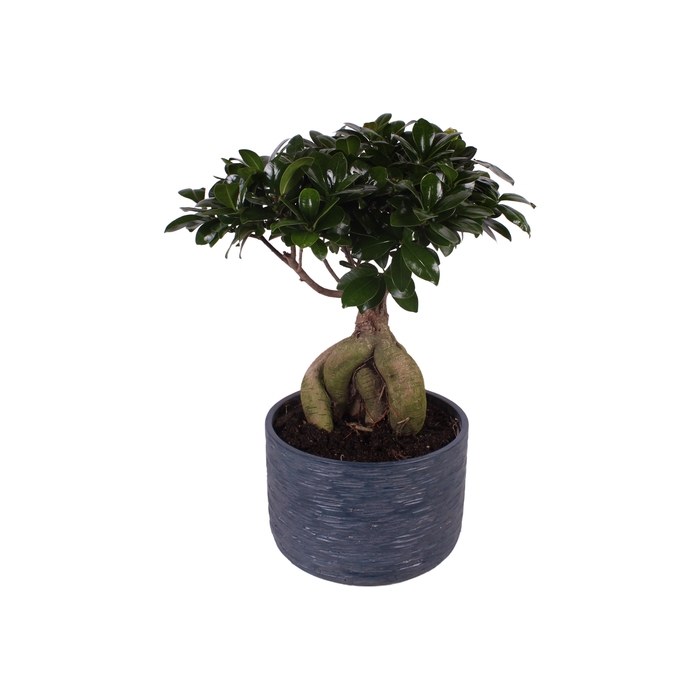 <h4>Ficus Mi Ginseng Keramiek Rustic Touch</h4>