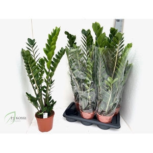 ZAMIO ZAMIIFOLIA
