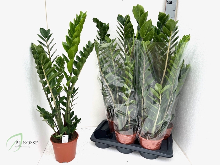 <h4>ZAMIO ZAMIIFOLIA</h4>