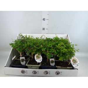 Bonsai   ...mix