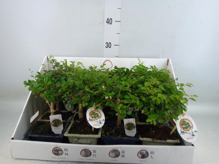 <h4>Bonsai   ...mix</h4>