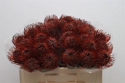 <h4>Nutans paint bordeaux</h4>