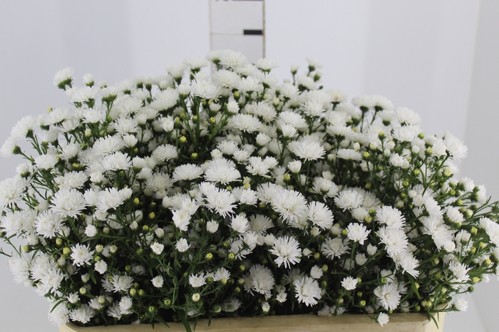 <h4>ASTER MARIANA 060 CM</h4>