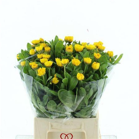 <h4>Calendula Ov Yellow</h4>