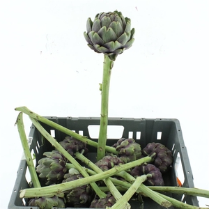Cynara Scolymus