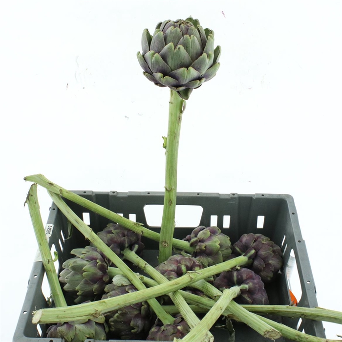 <h4>Cynara Scolymus</h4>