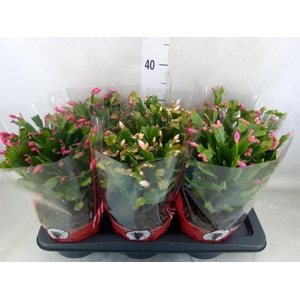 Schlumbergera   ...