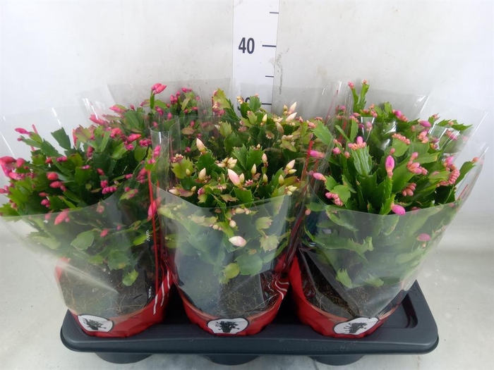 <h4>Schlumbergera   ...</h4>