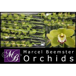 CYMB MI GREE PERFECT