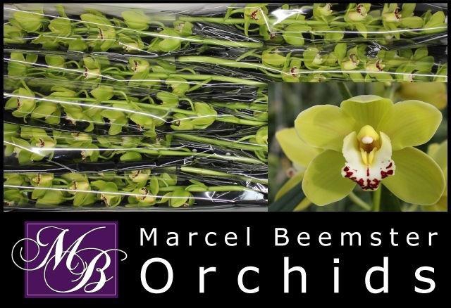 <h4>CYMB MI GREE PERFECT</h4>