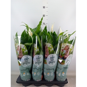 Spathiphyllum  'Sweet Chico'