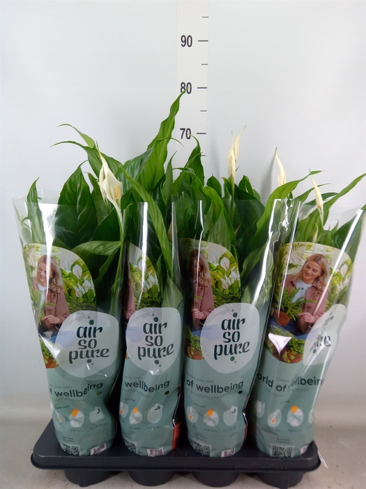 <h4>Spathiphyllum  'Sweet Chico'</h4>