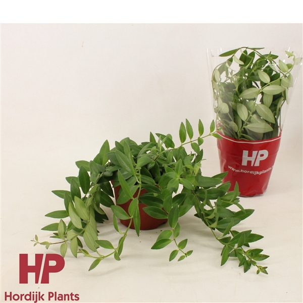 12cm pot - Aeschynanthus Caro Imp Groen